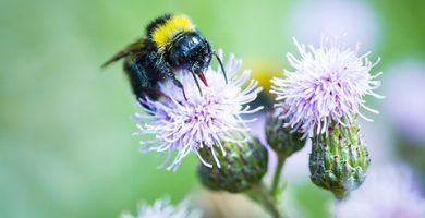 Top Beekeeping courses of the year